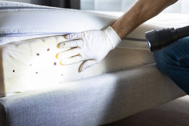 Best Pest Removal Services  in Avondale, LA