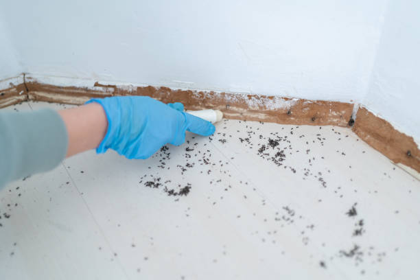 Best Exterminator Services  in Avondale, LA